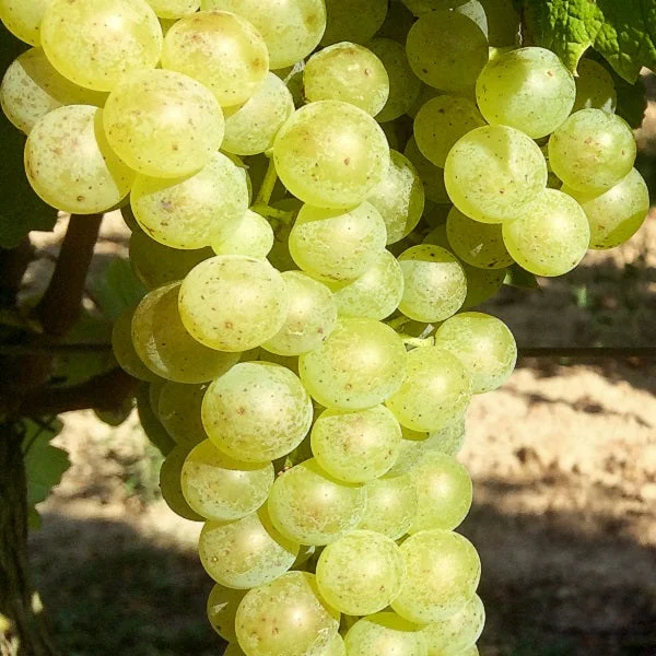 Weintraube gelb Johanniter pilzresistent – Bild 2
