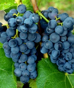 Weintraube blau Pinotin pilzresistent